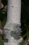 Paper birch